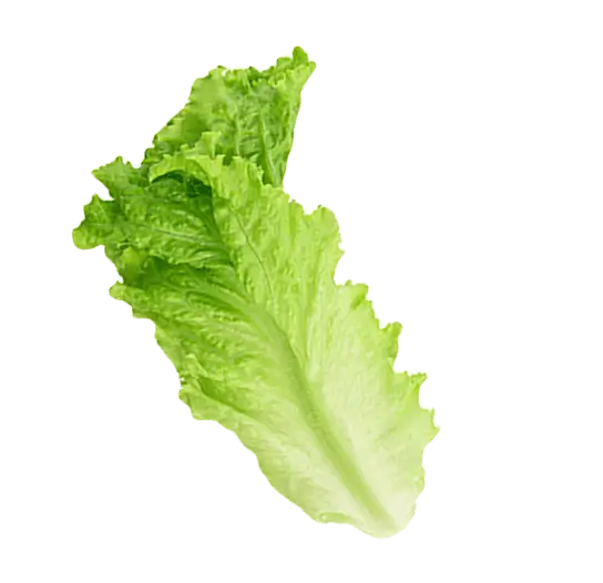 lettuce-icon